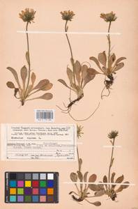 Hieracium alpinum L., Eastern Europe, Northern region (E1) (Russia)