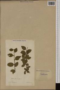 Cotoneaster integerrimus Medik., Western Europe (EUR) (Switzerland)