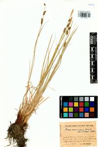 Carex erawinensis Korotky, Siberia, Baikal & Transbaikal region (S4) (Russia)