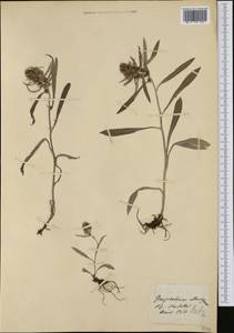 Omalotheca norvegica (Gunnerus) Sch. Bip. & F. W. Schultz, Western Europe (EUR) (Switzerland)