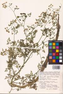 Oenanthe aquatica (L.) Poir., Eastern Europe, Lower Volga region (E9) (Russia)