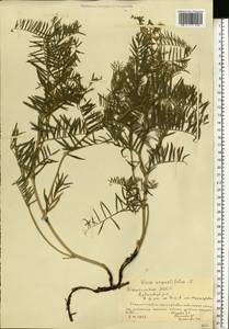 Vicia sativa subsp. nigra (L.)Ehrh., Eastern Europe, Eastern region (E10) (Russia)