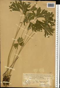 Anemonastrum biarmiense (Juz.) Holub, Eastern Europe, Northern region (E1) (Russia)