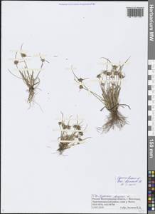 Cyperus fuscus L., Eastern Europe, Lower Volga region (E9) (Russia)