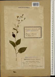 Lapsana communis subsp. intermedia (M. Bieb.) Hayek, Caucasus, Georgia (K4) (Georgia)