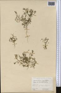 Psammogeton capillifolium (Regel & Schmalh.) Mousavi, Mozaff. & Zarre, Middle Asia, Pamir & Pamiro-Alai (M2) (Tajikistan)