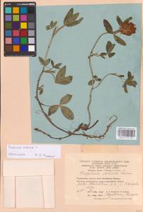 Trifolium medium L., Eastern Europe, Eastern region (E10) (Russia)