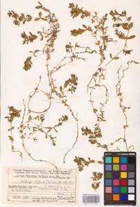 Honckenya peploides subsp. diffusa (Hornem.) Hultén ex V. V. Petrovsky, Eastern Europe, Northern region (E1) (Russia)