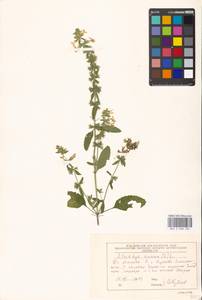 Stachys annua (L.) L., Eastern Europe, Moscow region (E4a) (Russia)