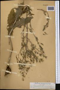 Lactuca soongarica Regel, Middle Asia, Western Tian Shan & Karatau (M3) (Kazakhstan)