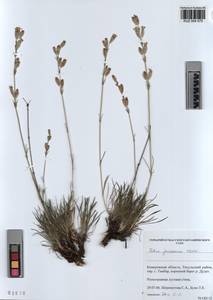 KUZ 004 075, Silene jeniseensis Willd., Siberia, Altai & Sayany Mountains (S2) (Russia)