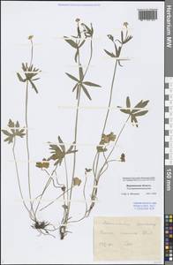 Ranunculus auricomus L., Eastern Europe, Central forest-and-steppe region (E6) (Russia)