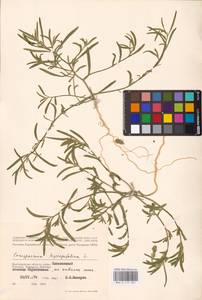 Corispermum hyssopifolium L., Eastern Europe, Lower Volga region (E9) (Russia)