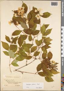 Philadelphus pubescens Loisel., Eastern Europe, Lower Volga region (E9) (Russia)