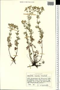 Potentilla argentea L., Eastern Europe, South Ukrainian region (E12) (Ukraine)