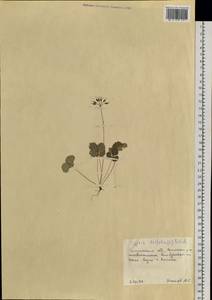 Coptis trifolia (L.) Salisb., Siberia, Russian Far East (S6) (Russia)