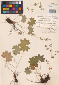 Alchemilla tichomirovii Czkalov, Eastern Europe, Western region (E3) (Russia)