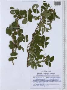 Rosa pendulina L., Eastern Europe, Central forest-and-steppe region (E6) (Russia)