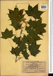 Acer cappadocicum subsp. cappadocicum, Caucasus, Azerbaijan (K6) (Azerbaijan)