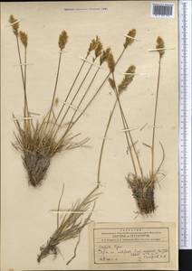 Trisetum, Middle Asia, Northern & Central Tian Shan (M4) (Kyrgyzstan)