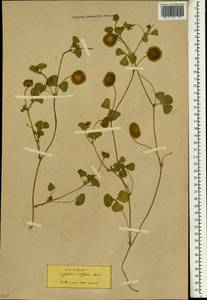 Trifolium globosum L., South Asia, South Asia (Asia outside ex-Soviet states and Mongolia) (ASIA) (Turkey)