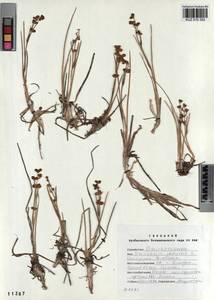 Scheuchzeria palustris L., Siberia, Altai & Sayany Mountains (S2) (Russia)