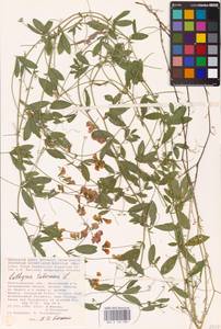 Lathyrus tuberosus L., Eastern Europe, Lower Volga region (E9) (Russia)