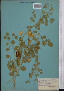 Colutea paulsenii subsp. orbiculata (Sumnev.)Yakovlev, Middle Asia, Pamir & Pamiro-Alai (M2) (Tajikistan)