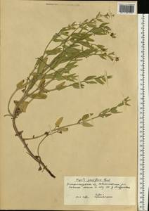 Nepeta ucranica subsp. parviflora (M.Bieb.) M.Masclans, Eastern Europe, South Ukrainian region (E12) (Ukraine)