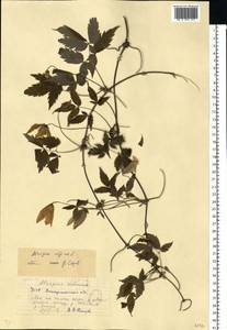 Clematis alpina (L.) Mill., Eastern Europe, West Ukrainian region (E13) (Ukraine)