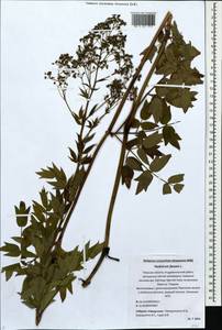 Thalictrum flavum L., Eastern Europe, North-Western region (E2) (Russia)