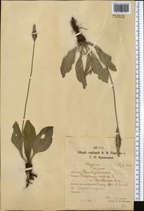 Plantago media L., Middle Asia, Northern & Central Kazakhstan (M10) (Kazakhstan)
