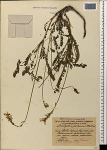 Onobrychis petraea (Willd.)Fisch., Caucasus, South Ossetia (K4b) (South Ossetia)