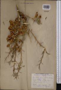 Caragana halodendron (Pall.) Dum.Cours., Middle Asia, Syr-Darian deserts & Kyzylkum (M7) (Uzbekistan)