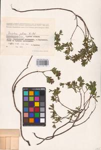 Daphne cneorum L., Eastern Europe, Central forest-and-steppe region (E6) (Russia)