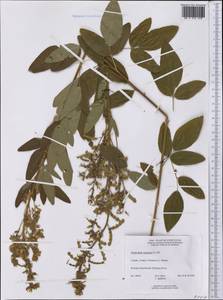 Desmodium canadense (L.)DC., America (AMER) (Canada)