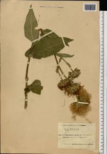 Inula helenium L., Eastern Europe, Eastern region (E10) (Russia)