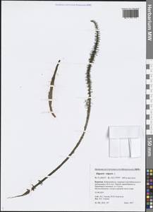 Hippuris vulgaris L., Siberia, Baikal & Transbaikal region (S4) (Russia)