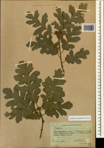 Quercus pubescens Willd. , nom. cons., Caucasus, Black Sea Shore (from Novorossiysk to Adler) (K3) (Russia)