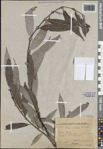 Salix udensis (Wimm.) Trautv. & C.A.Mey., Siberia, Russian Far East (S6) (Russia)