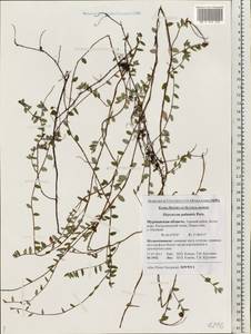 Vaccinium oxycoccos L., Eastern Europe, Northern region (E1) (Russia)