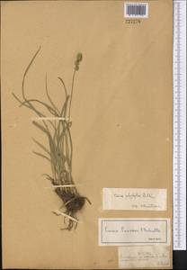 Carex polyphylla Kar. & Kir., Middle Asia, Northern & Central Tian Shan (M4) (Kazakhstan)