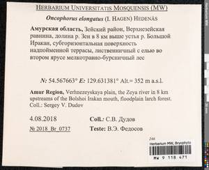 Symblepharis elongata (I. Hagen) Fedosov, M. Stech & Ignatov, Bryophytes, Bryophytes - Russian Far East (excl. Chukotka & Kamchatka) (B20) (Russia)
