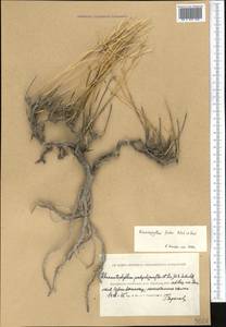 Rhammatophyllum frutex Botsch. & Vved., Middle Asia, Caspian Ustyurt & Northern Aralia (M8) (Kazakhstan)