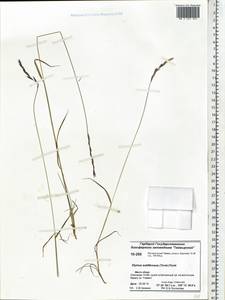 Elymus fibrosus (Schrenk) Tzvelev, Siberia, Central Siberia (S3) (Russia)