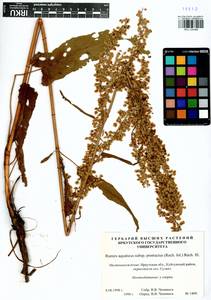 Rumex aquaticus L., Siberia, Baikal & Transbaikal region (S4) (Russia)