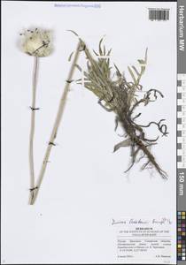 Jurinea ledebourii Bunge, Eastern Europe, Middle Volga region (E8) (Russia)