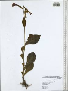 Nicotiana ×sanderae W. Watson, Eastern Europe, Central region (E4) (Russia)