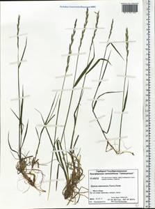 Elymus macrourus (Turcz. ex Steud.) Tzvelev, Siberia, Central Siberia (S3) (Russia)