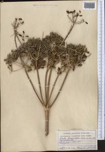 Ferula diversivittata Regel & Schmalh., Middle Asia, Kopet Dag, Badkhyz, Small & Great Balkhan (M1) (Turkmenistan)